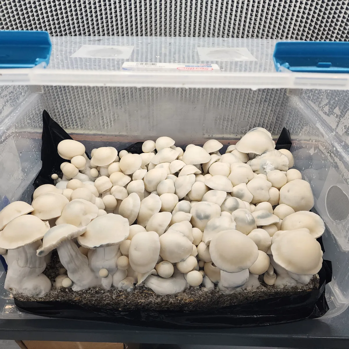 Detailed view of tall Albino Bluey Vuitton fruiting body with thick stem.