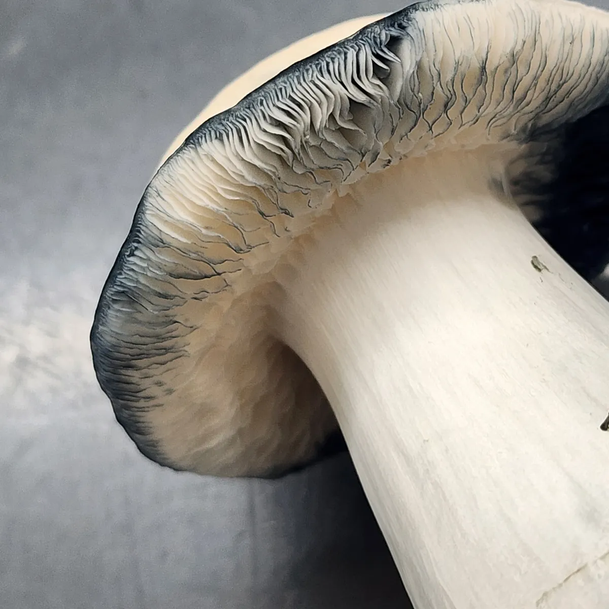 Close-up of Albino Bluey Vuitton mushroom gills showing distinct blue bruising.