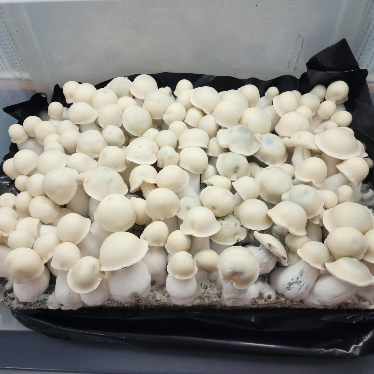 Albino Bluey Vuitton mushroom with distinct bluish nipple on cap center.