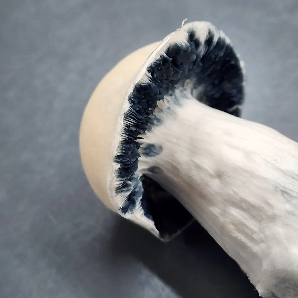 Detailed view of albino mushroom underside with pale gills turning blue.