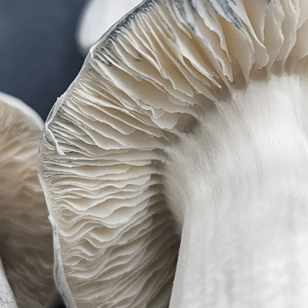 Macro shot of Albino Bluey Vuitton gills highlighting bluish bruising pattern.