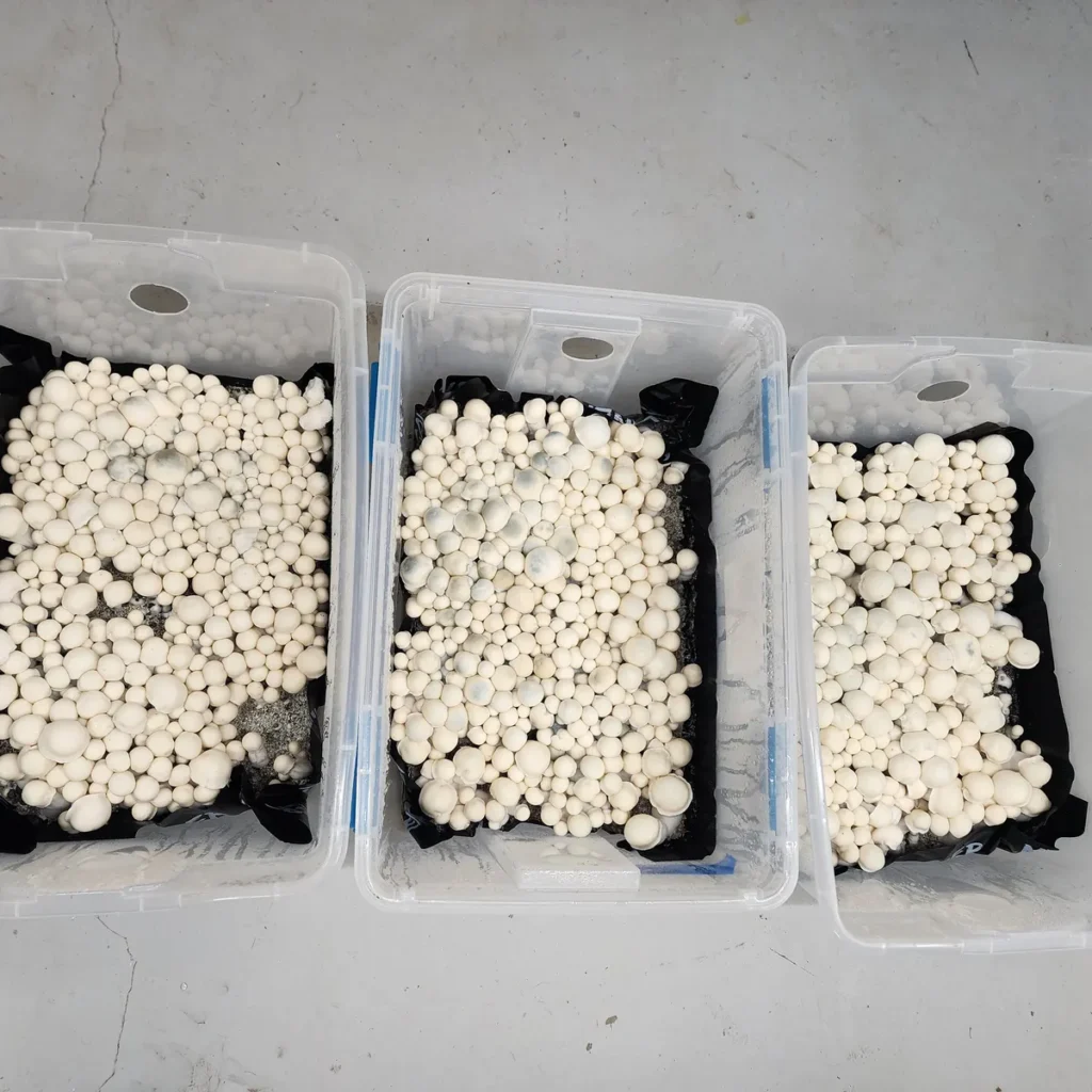 Cluster of Albino Bluey Vuitton fruits with subtle bluish cap highlights.