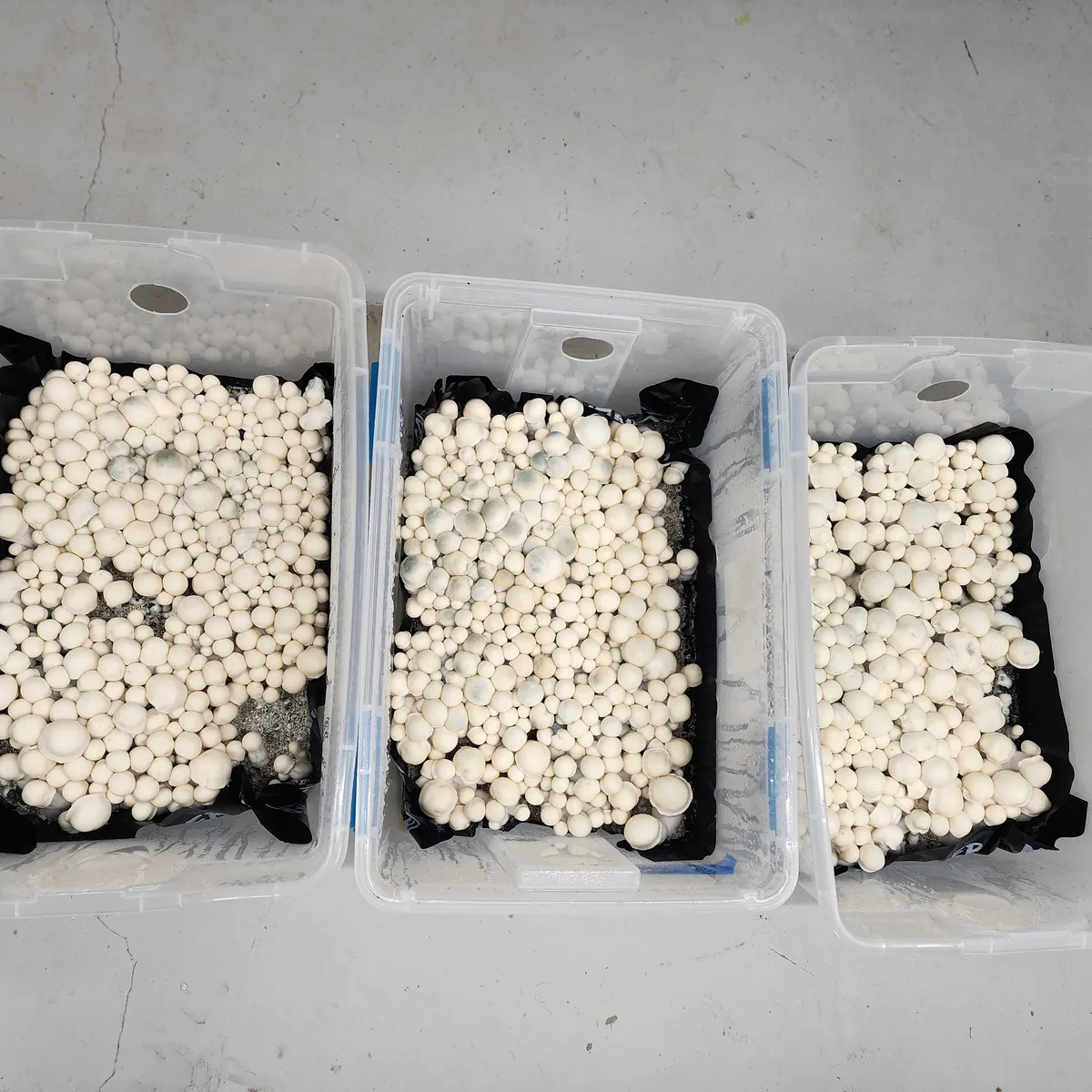 Cluster of Albino Bluey Vuitton fruits with subtle bluish cap highlights.