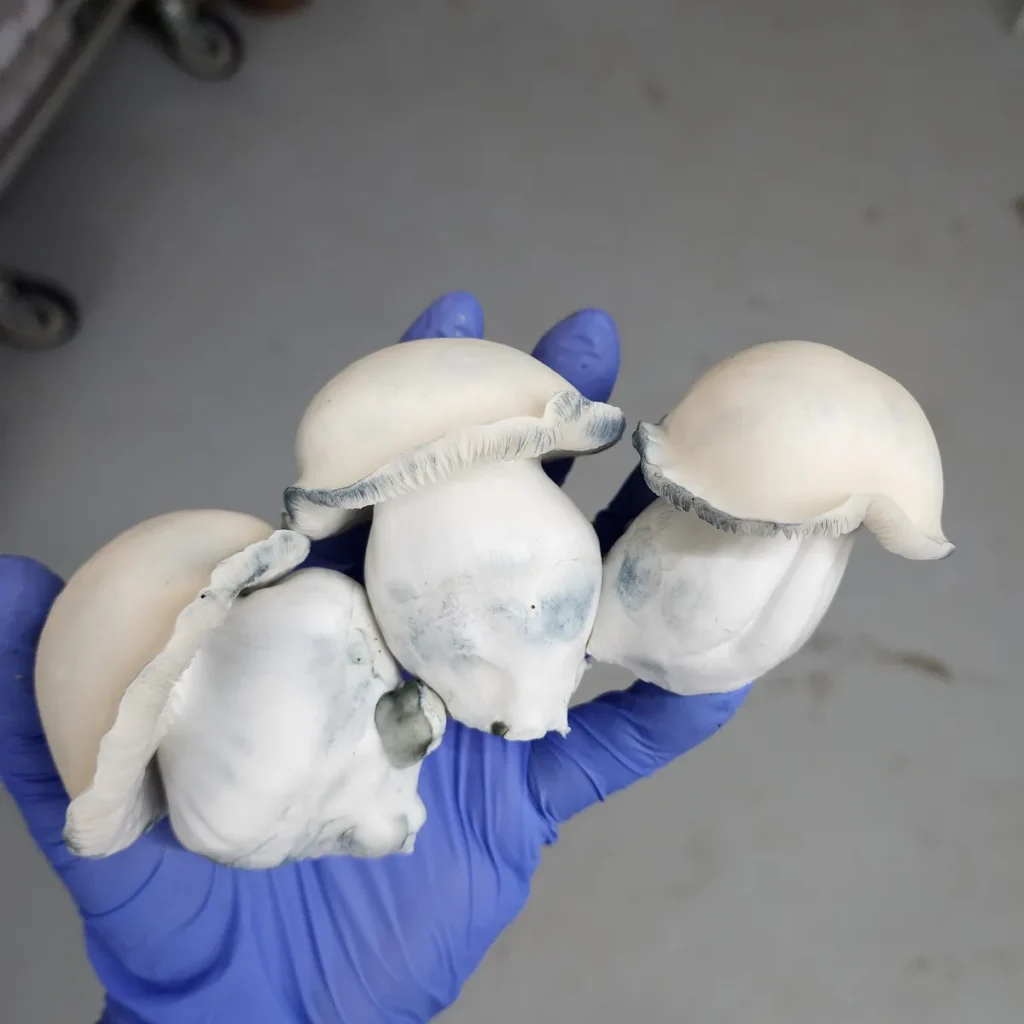 Close-up of unusually thick Albino Bluey Vuitton mushroom with round shape.