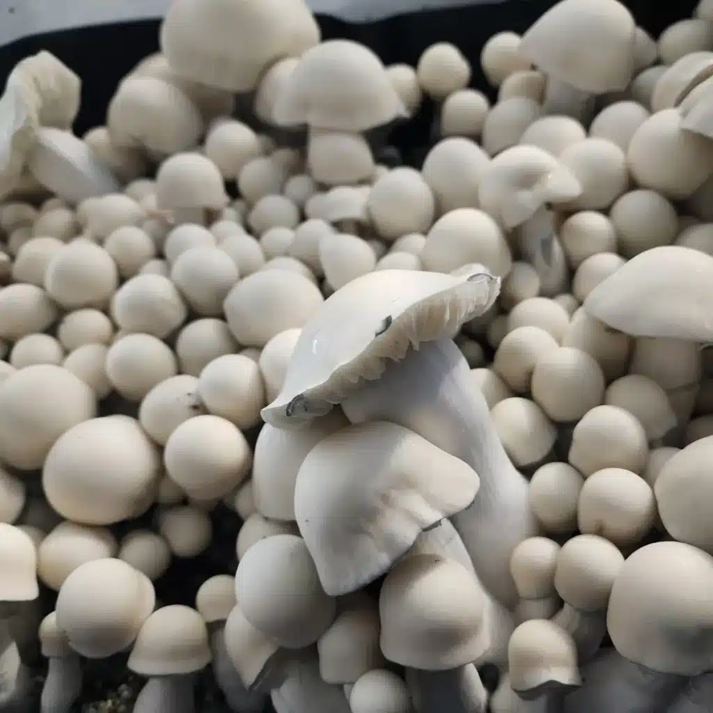 Albino mushrooms growing clear spores.