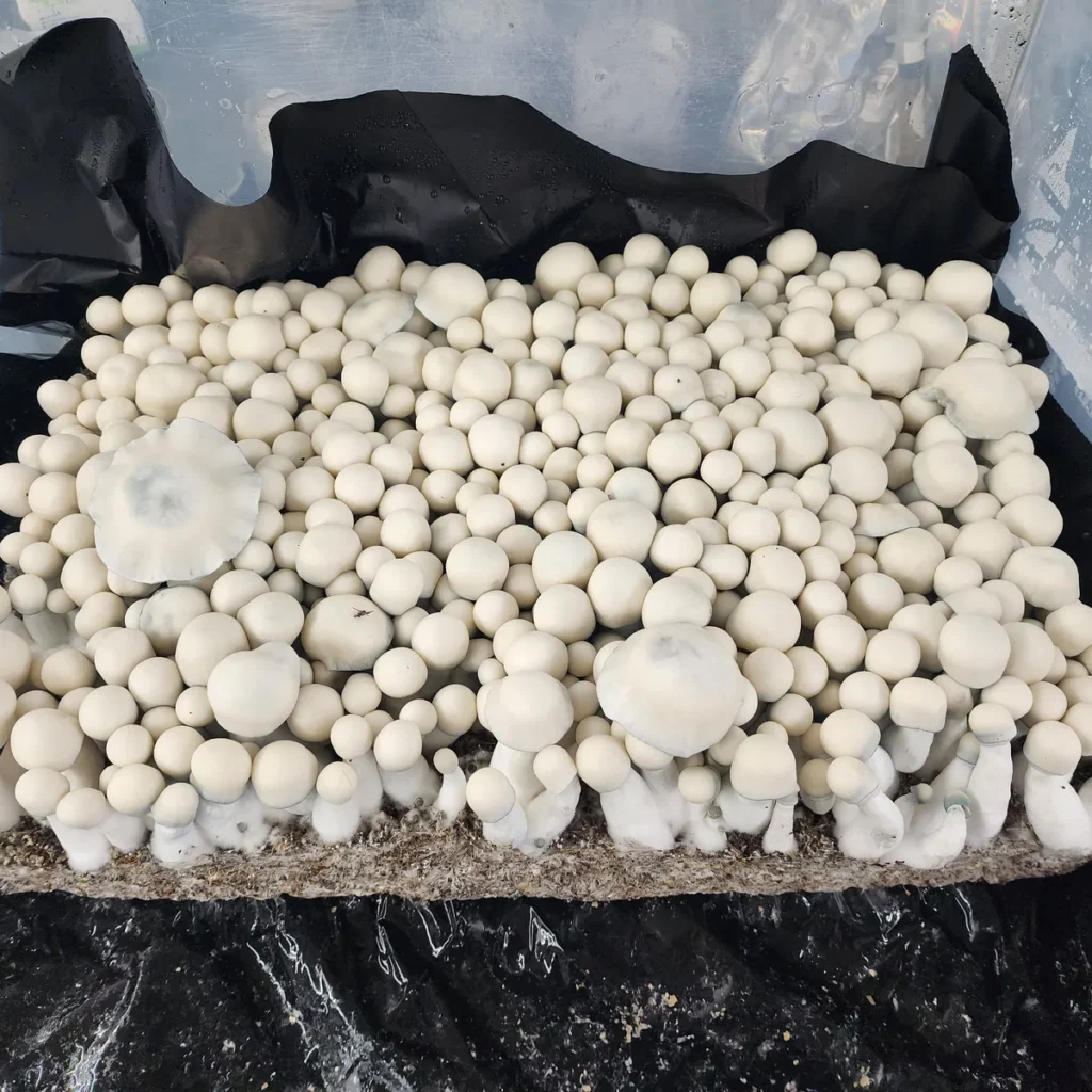 Albino Bluey Vuitton growing in a huge flush.