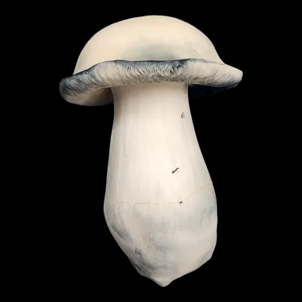 Close-up of Albino Bluey Vuitton mushrooms, showing albino morphology and dense structure.