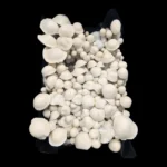 Albino Bluey Vuitton - Spore Swab