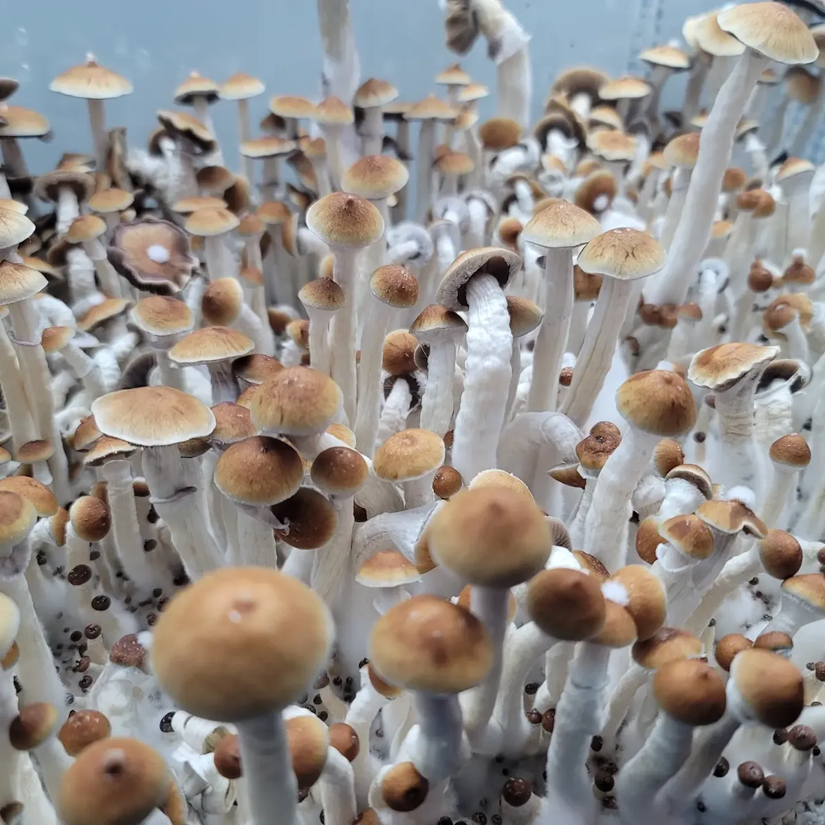 African Transkei Psilocybe cubensis with classic medium brown caps and slender pale stems.