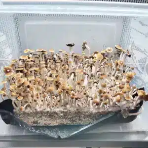 Close-up of African Transkei cubensis mushrooms, wild South African strain with traditional cubensis form.