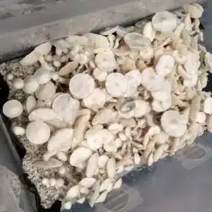 Rare Albino Avery strain in cultivation, featuring completely albino Psilocybe cubensis fruiting bodies.