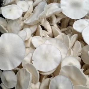 Cluster of Albino Avery mushrooms with smooth, pure white caps and sturdy stems for microscopy observation.
