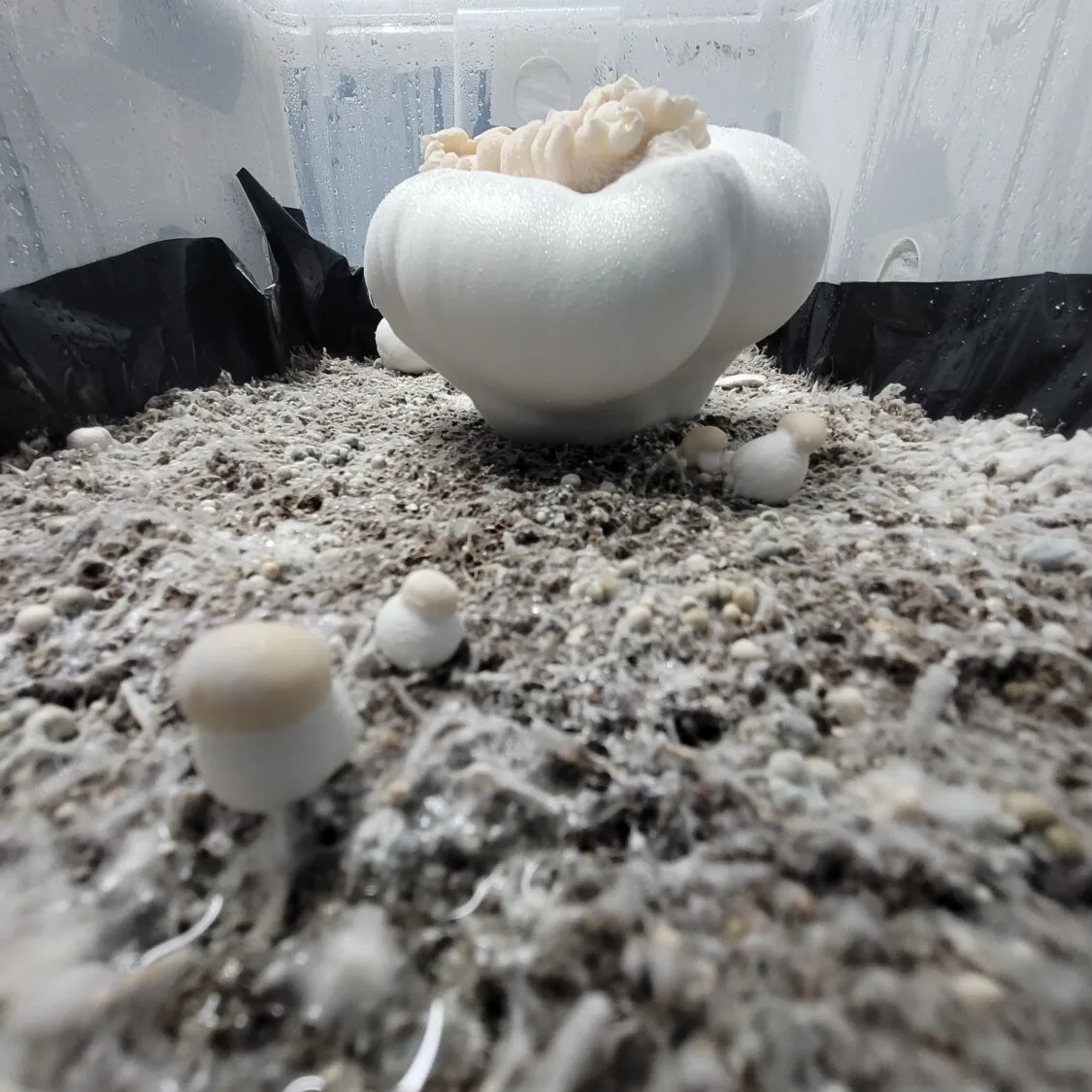 Giant albino cubensis specimen from the 100 Gram Club, exceptionally large and spherical.