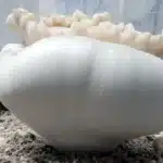 Albino Bluey Vuitton 595 - Spore Swab 100G Club