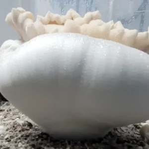 Colossal albino Psilocybe cubensis fruiting body weighing over 500 grams, nearly basketball-sized.