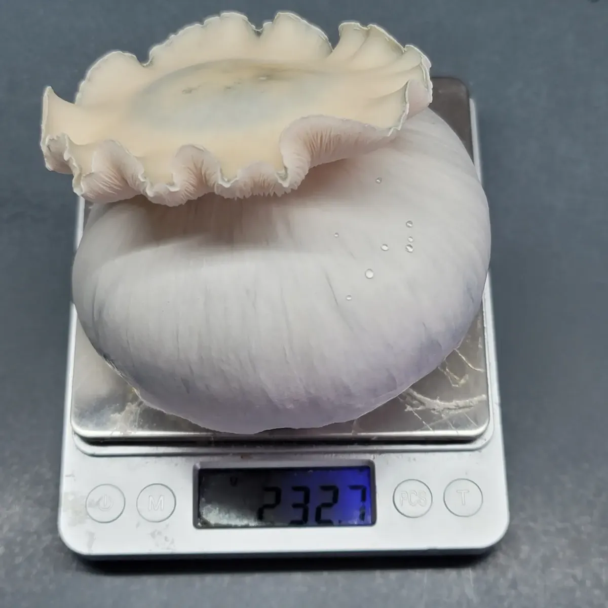 Top view of Albino Bluey Vuitton, displaying a smooth, albino cap almost the size of a softball.