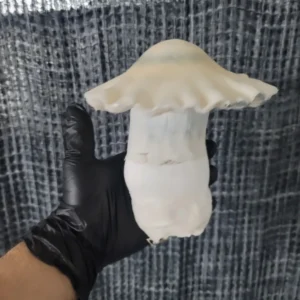 Massive 300-gram Albino Bluey Vuitton Psilocybe cubensis fruiting body, part of the 100 Gram Club swab collection.