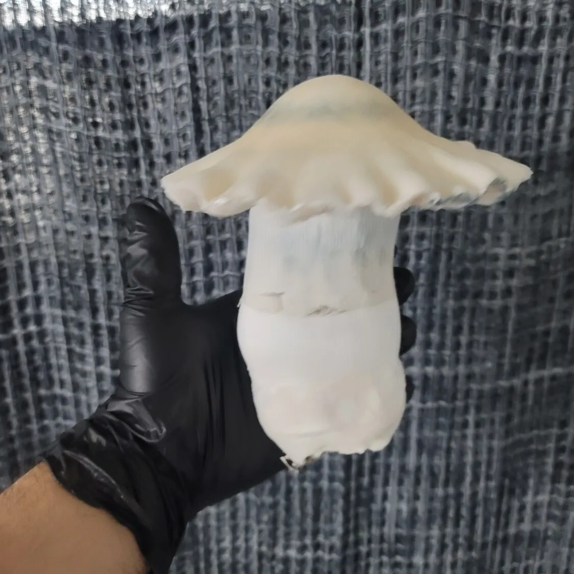 Massive 300-gram Albino Bluey Vuitton Psilocybe cubensis fruiting body, part of the 100 Gram Club swab collection.