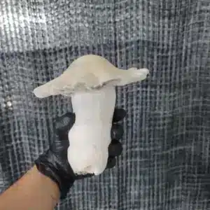 Giant Albino Bluey Vuitton mushroom with pale white cap and thick stem, weighing over 300 grams.