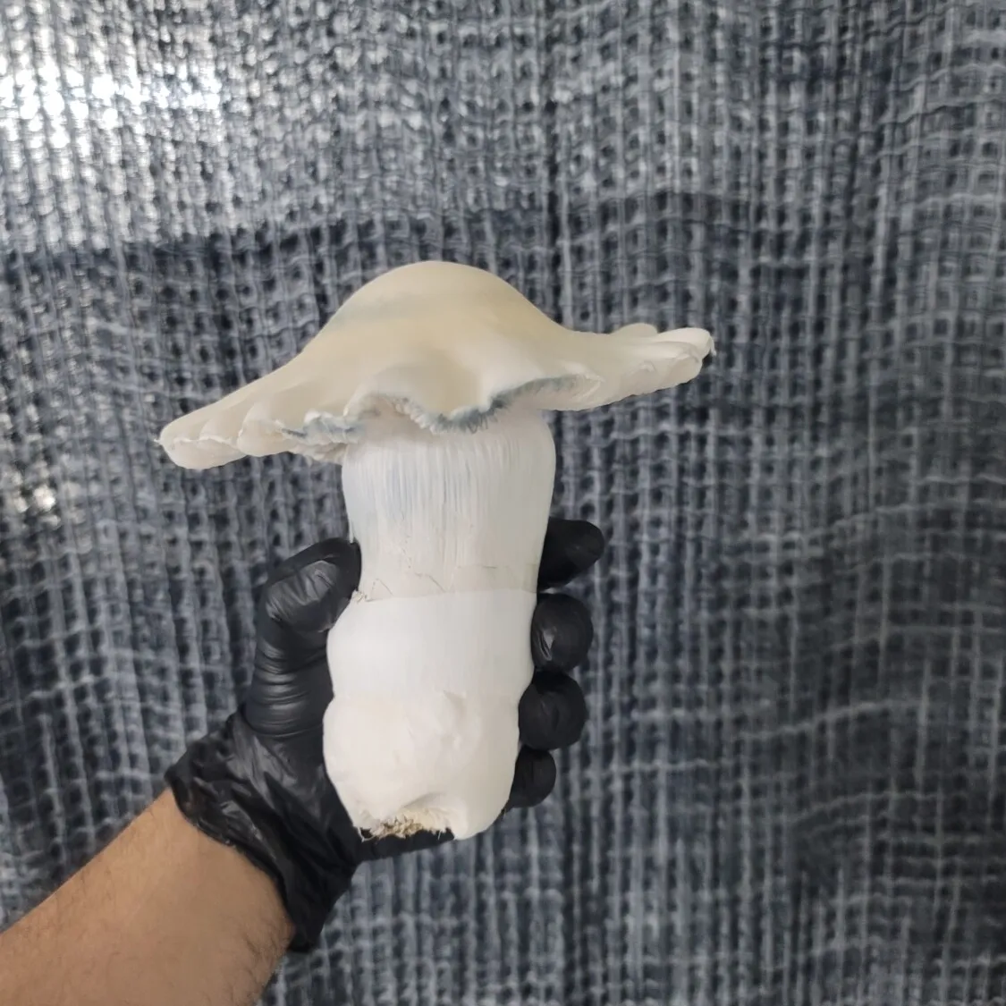 Giant Albino Bluey Vuitton mushroom with pale white cap and thick stem, weighing over 300 grams.