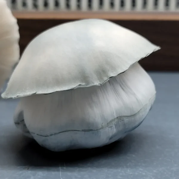 Close-up of Albino Bluey Vuitton showing wide, albino cap and detailed gills for spore observation.
