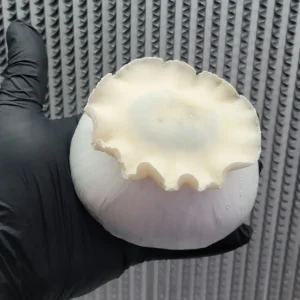 Albino Bluey Vuitton mushroom with large, round softball-sized cap, perfect for microscopy studies.