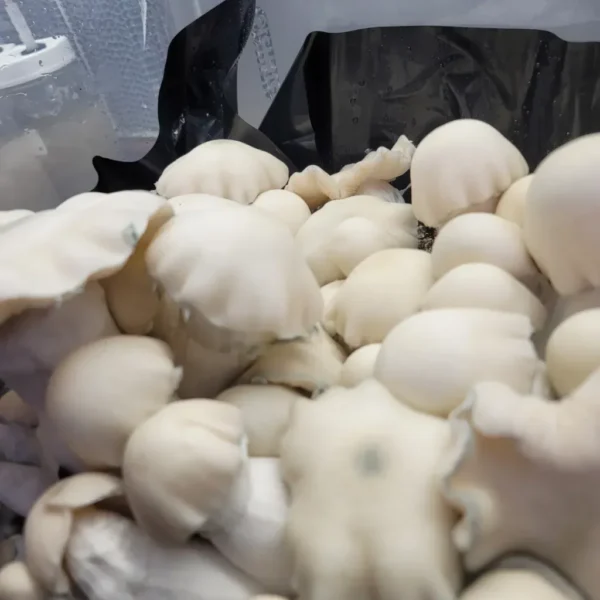 Albino Bluey Vuitton mushroom with wide cap and thick stem, ideal for lab or microscopy projects.