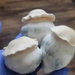 Albino Bluey Vuitton - Spore Swab