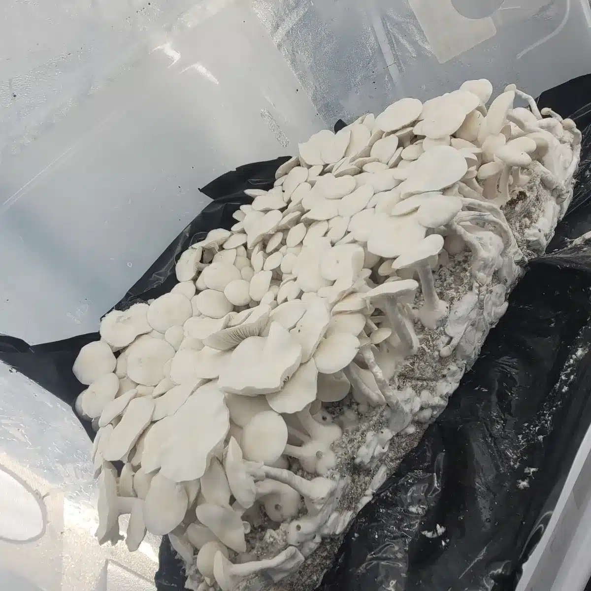 Albino Burma flushing on cake in tub.