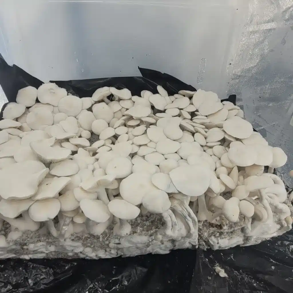 Albino Burma mushrooms growing. Pure white, short with wide caps.