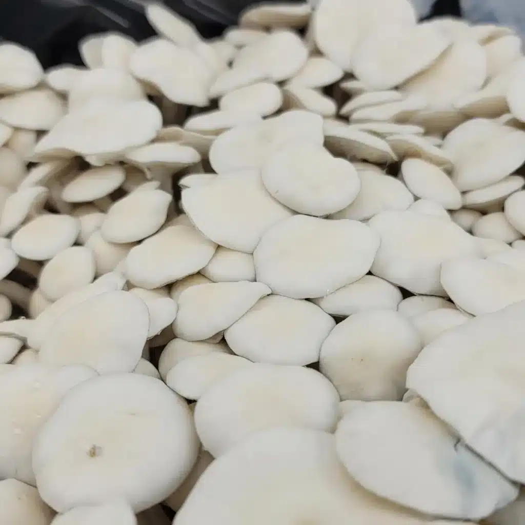 Albino Burma Psilocybe cubensis with short, compact stems and pure white caps.