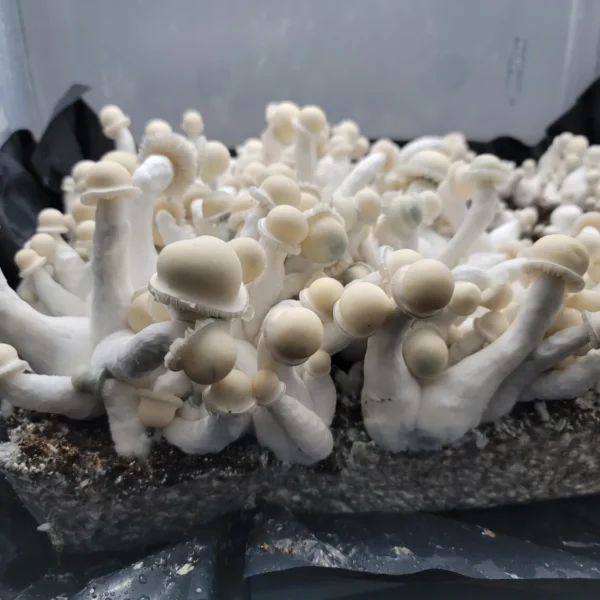 Side view of single Albino Chodewave, tall and narrow with bright white coloration and clean lines.