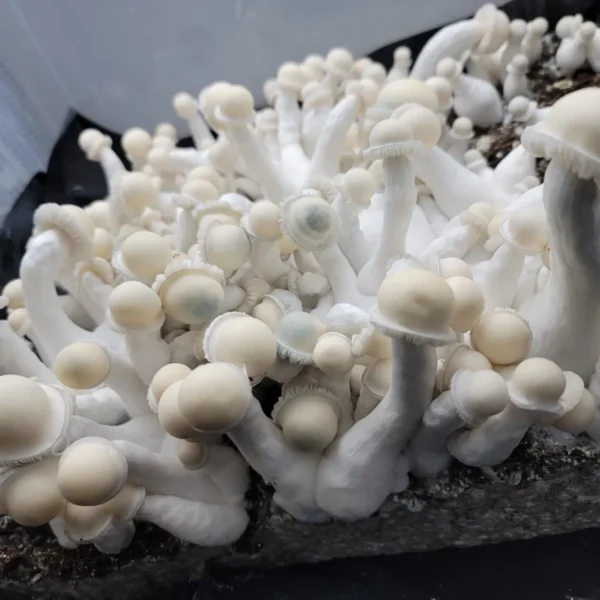 Albino Chodewave hybrid mushroom with slender stem and white cap, produced from Tidalwave x Albino Penis Envy cross.