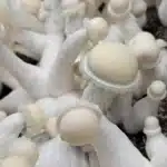 Albino Chodewave Isolated Spore Syringe
