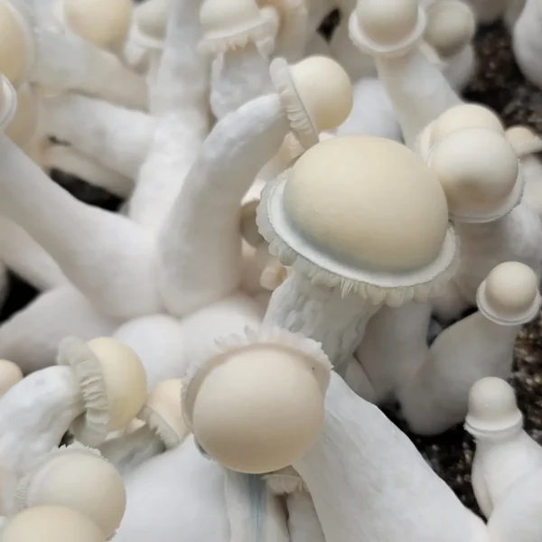 Slender Albino Chodewave mushroom with pure white cap and stem, a hybrid of Tidalwave and Albino Penis Envy.