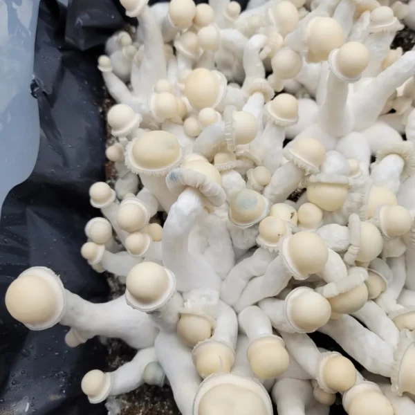 Close-up of delicate, all-white Albino Chodewave fruiting body with thin stem and smooth cap.