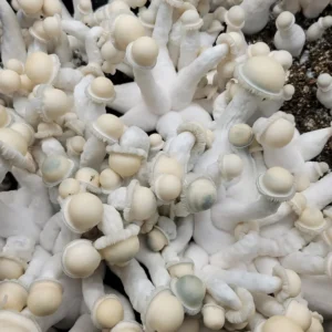 Top-down angle of Albino Chodewave, highlighting pure white coloration, slender stems, and minimal cap curvature.