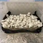 Albino Melmac - Spore Swab
