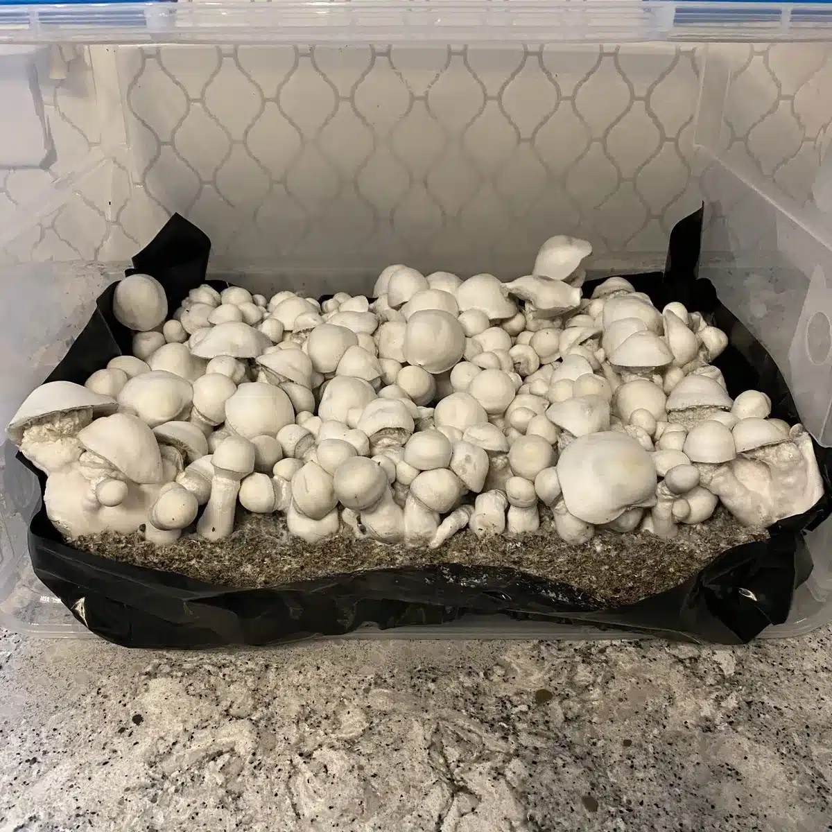 Albino Melmac strain mushrooms, distinctive for their twisted stems and snow-white coloration.