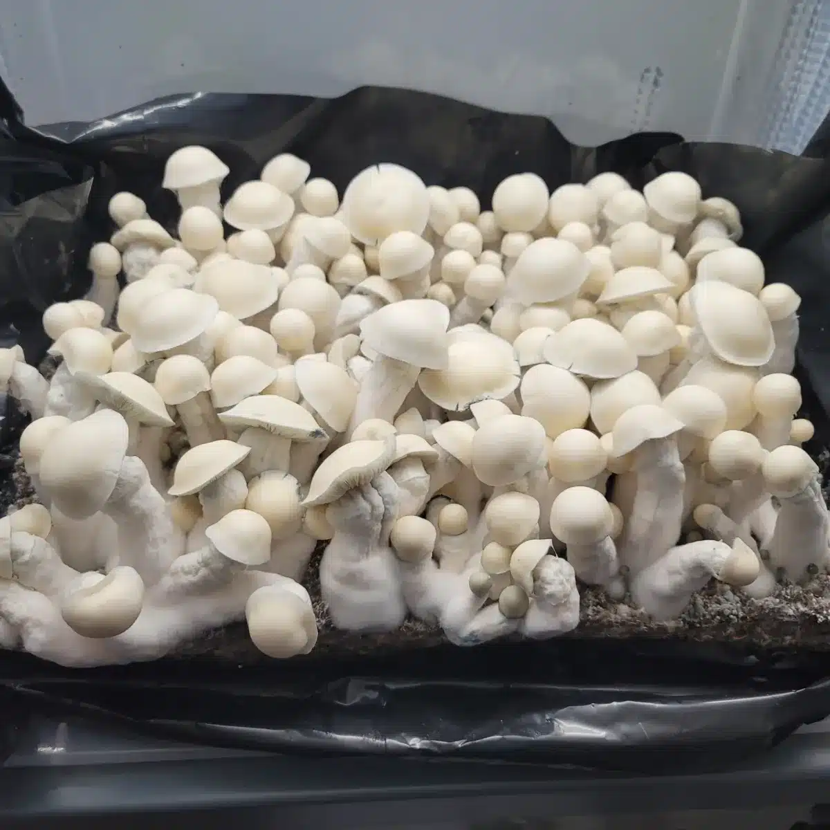 Albino Melmac Psilocybe cubensis with thick, twisted stems and pure white caps.