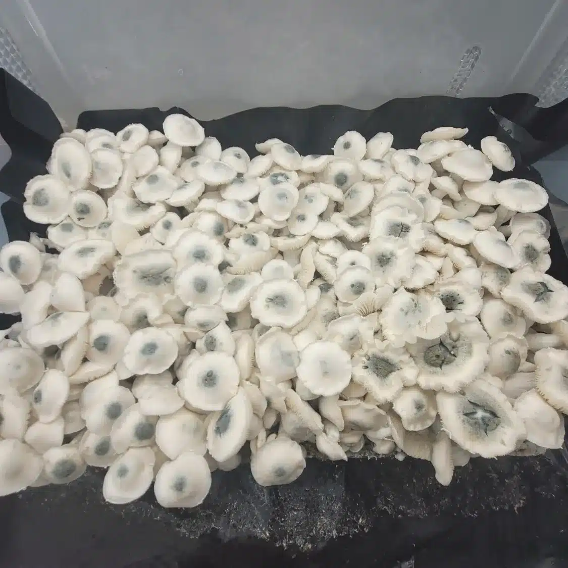 Cluster of Albino PE6 cubensis fruiting bodies, snow-white with subtle blue nipple traits.