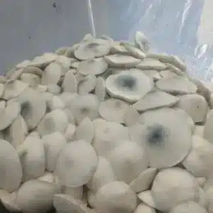 Albino Pe6 all white albino mushrooms with small blue nipples