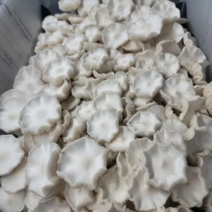Albino Avery Psilocybe cubensis mushrooms with pure white fruiting bodies, displaying a rare albino phenotype.