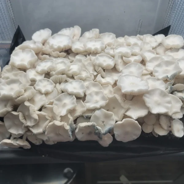Close-up of Albino Avery mushrooms, showing striking white caps and stems with no pigment.