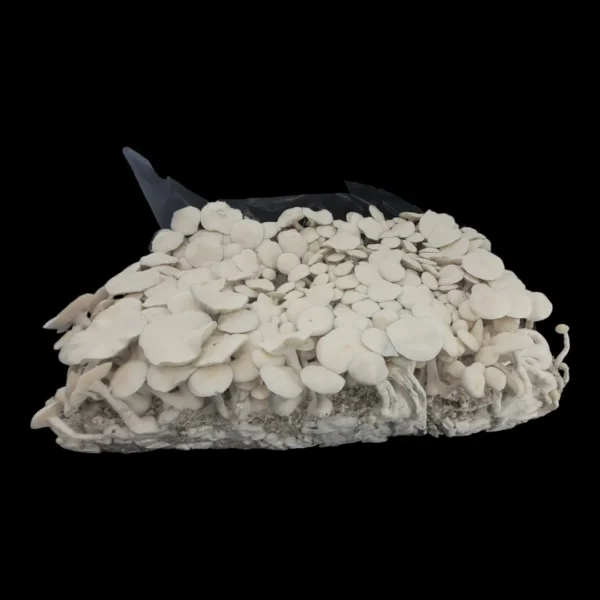 Close-up of Albino Burma mushrooms, all-white morphology with dense fruiting bodies.