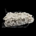 Albino Burma Spore Swab