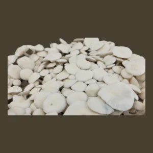 Albino Burma strain, distinctive cubensis mushrooms with compact stature and complete white form.