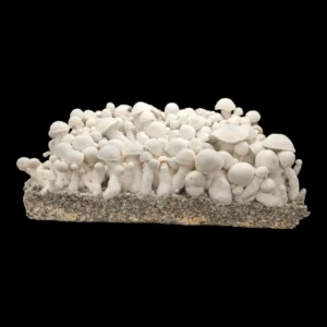 Cluster of Albino Melmac cubensis fruiting bodies, all-white variation with heavy stems.