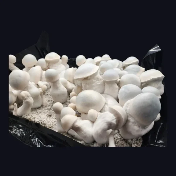 Albino melmac the original silver surfer. Large wrinkled stem mushrooms with bulbous caps, blue nipples and clear spores