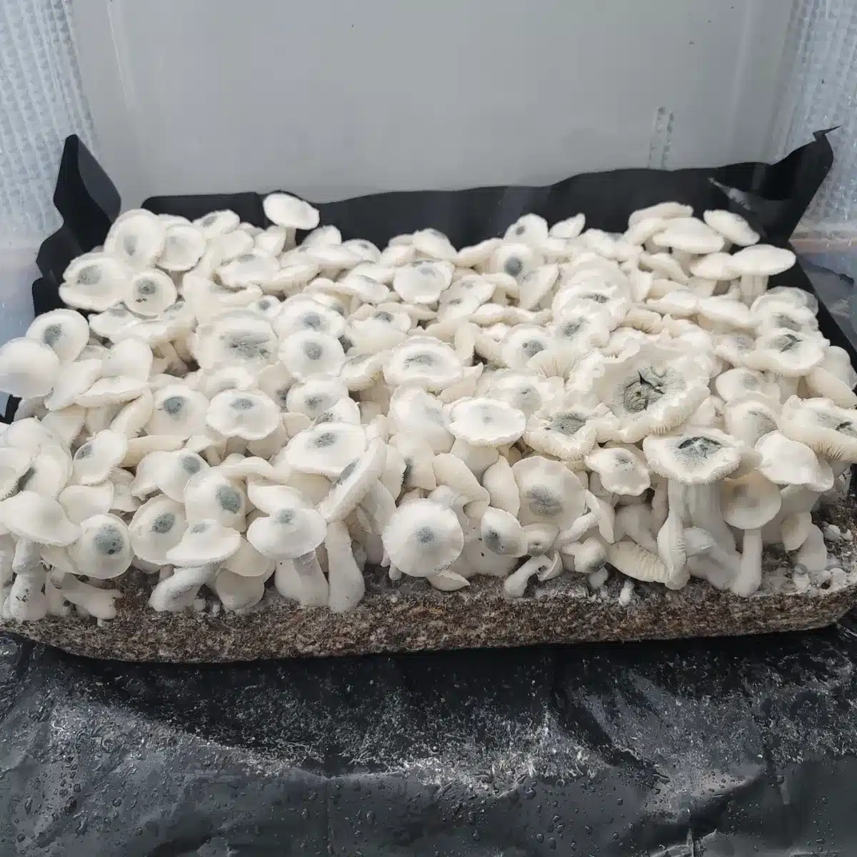 Albino PE6 Psilocybe cubensis with thick white stems and caps showing distinct blue nipples.